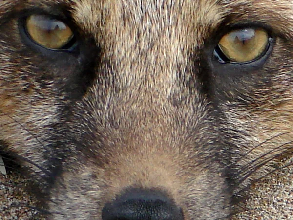 Utseendet på en räv — Stockfoto