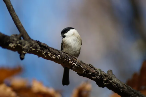 Birds — Stock Photo, Image