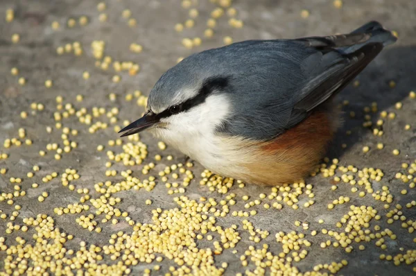 Birds — Stock Photo, Image