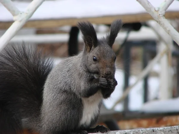 Squirrel — Stock Photo, Image