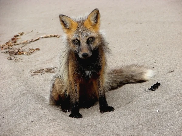 Little fox — Stock Photo, Image