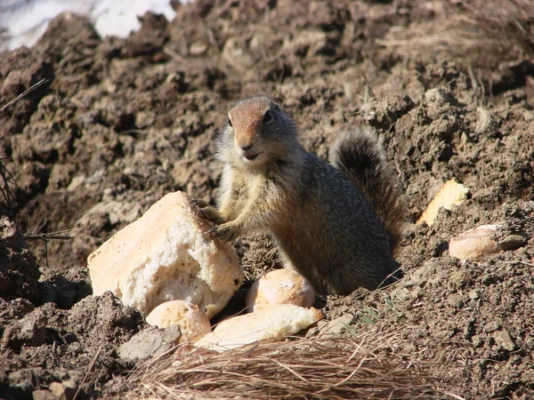 Streifenhörnchen — Stockfoto