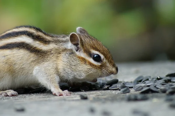 Chipmunk — Stock fotografie