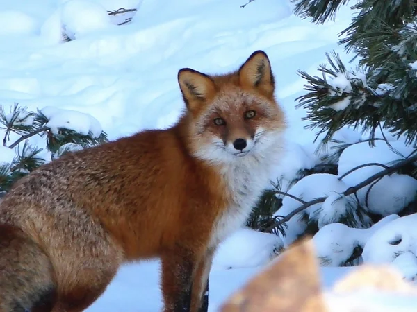 Nieuwsgierig fox — Stockfoto