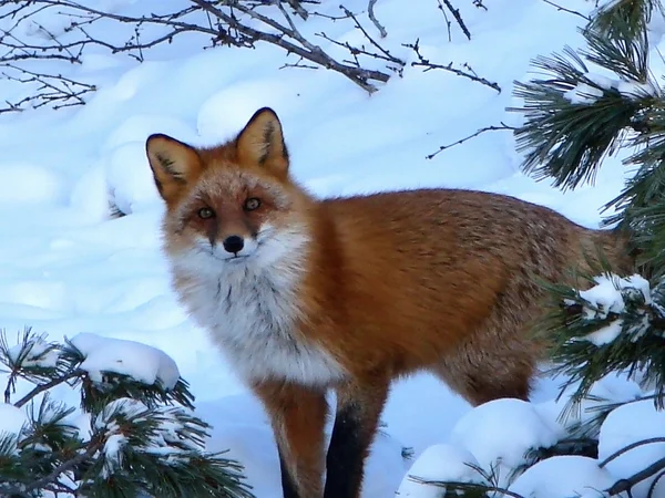 Nieuwsgierig fox — Stockfoto