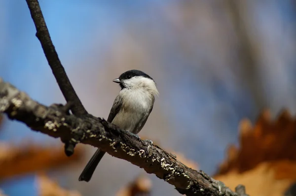 Vögel — Stockfoto