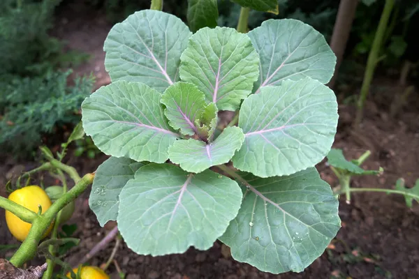 Collard greens outdoors. Green cabbage leaves for salad. Growing cabbage for salads.