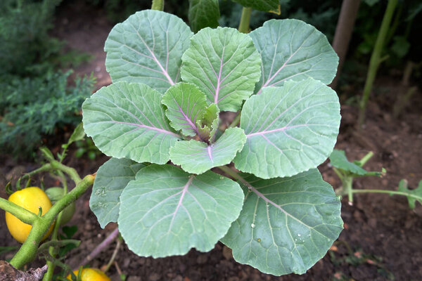 Collard greens outdoors. Green cabbage leaves for salad. Growing cabbage for salads. 