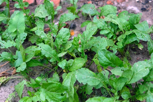 Arugula açık havada yetişir. Böcekler tarafından yenen yeşil roka yaprakları. Tırtılların delikleriyle yakın plan yapraklar.. 