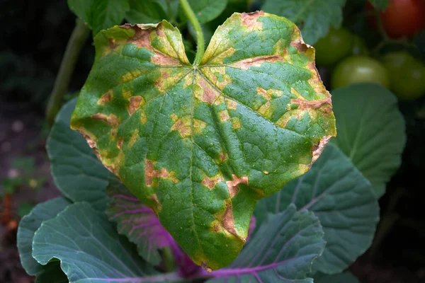 キュウリの葉の上に黄色の斑点 野外でのキュウリの植物の病気 黄色の斑点と乾燥したパッチを持つ緑のキュウリの葉 — ストック写真