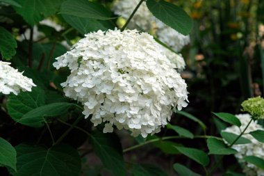 Ortanca, yazın bahçede beyaz ışık panikliyor. Çiçek açma döneminde bahçe küresi ortancaları. Beyaz küçük çiçekli çalı