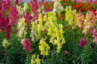 Colorful Snapdragons (Antirrhinum majus) bright flowers in the flowerbed in summer clipart