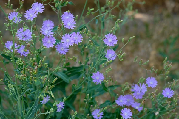 畑にはチコリの花が咲いている ライラック野生の花 夏に緑色の花を咲かせます 野生のチコリの花が飛び込む チコリウム インティバス — ストック写真