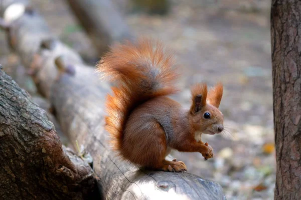 Squirrel Eats Nut While Sitting Log Forest Ginger Squirrel Holds Stock Photo