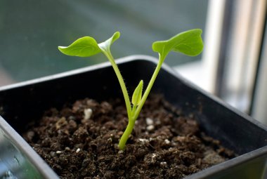Plastik bir kapta çiçek filizi, yakın plan. Tohumlar vasıtasıyla bitki yetiştirmek. Baharın başında pencere kenarında iki yaprağı olan küçük yeşil bir filiz.. 