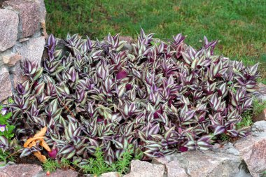 Zebrina parktaki bir çiçek tarlasında bitki yetiştiriyor. Zebrina, peyzaj tasarımının bir unsuru olarak morumsu. Yazın bahçede kapalı bir bitki. Mor çizgili yaprakları olan bir sürü bitki.. 