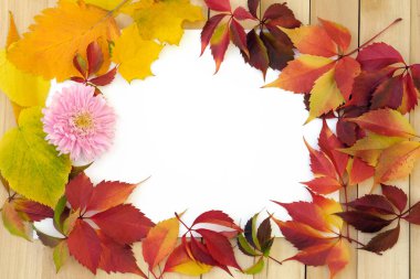 Sonbahar yaprakları ve çiçekleri beyaz bir yaprak üzerinde. Sonbahar teması modeli. Ahşap tahta üst görünümde kırmızı yapraklar. 