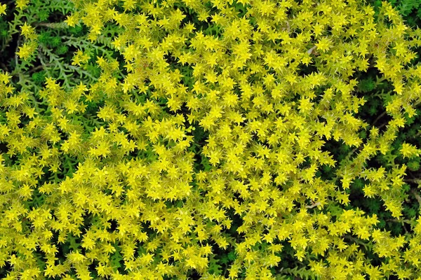 Невеликі Жовті Квіти Клумбі Зверху Седановий Акр Крупним Планом Квіти — стокове фото