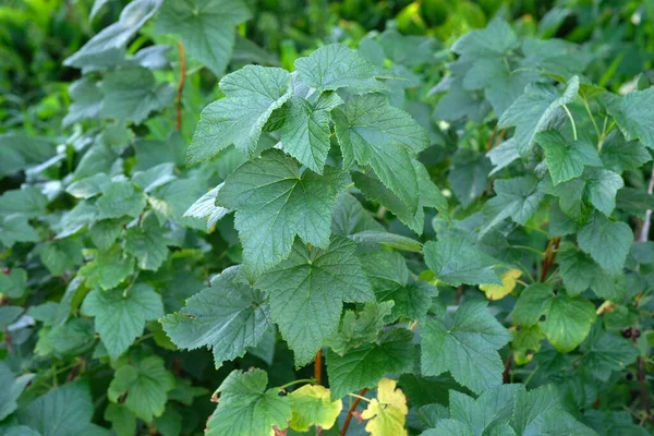 庭の黒いスグリの大きな茂み 緑の美しい健康的なスグリの葉がクローズアップされます 夏のスグリの枝 — ストック写真