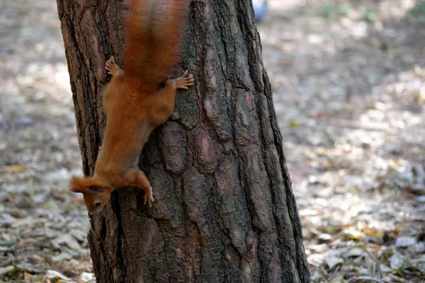 Red Squirrel Runs Tree Trunk Squirrel Fluffy Tail Tree City — Stock Photo, Image