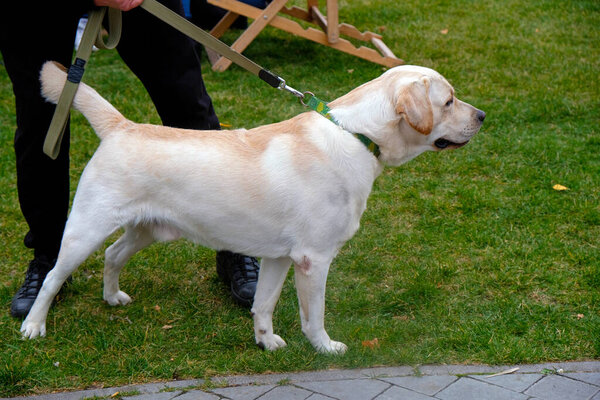 Labrador retriever on a leash against the backdrop of a green lawn. A light labrador in a collar stands and looks to the side near its owner. Walking dogs in the city park. 