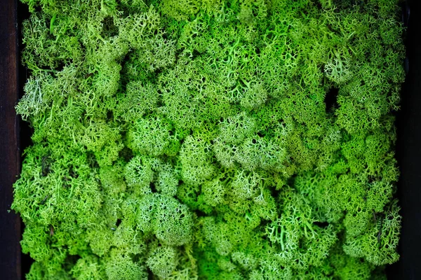 装飾のための安定した苔を閉じます 植物園の安定した苔 家の壁に緑の植物 室内装飾用安定した苔の装飾 — ストック写真