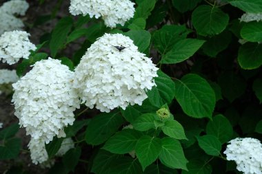 Ortanca, yazın bahçede beyaz ışık panikliyor. Çiçek açma döneminde bahçe küresi ortancaları. Beyaz küçük çiçekli çalı