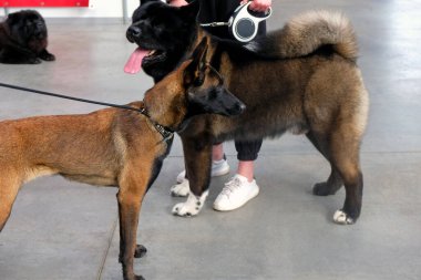 Yakın plan Belçika çoban köpeği ve Amerikan Akita 'sı. Köpek şovu. Evcil hayvanlar. Sahipleriyle birlikte tasmalı büyük kahverengi köpekler.. 