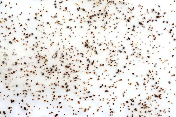 Lichaamsscrub Met Abrikozenpitten Achtergrond Schrobben Voor Met Botdeeltjes Bovenaanzicht Schrobben — Stockfoto