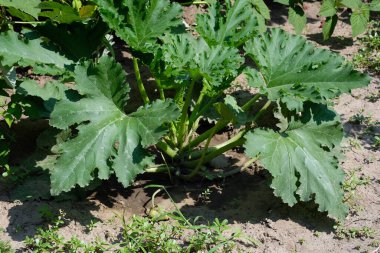 Yazın yeşil kabak çalısı. Güneşli bir günde yerde büyük yeşil yapraklar. Toprakta kabak yetiştiriyor.. 