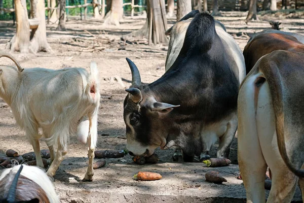 動物園のズーベとヤギ ゼボは野菜を近くで食べるようになった 農場で夏に大規模な動物 — ストック写真