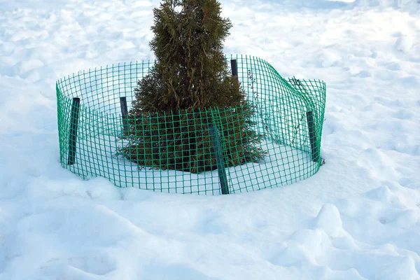 Ενίσχυση Του Πράσινου Πλέγματος Για Περίφραξη Arborvitae Χειμώνα Ειδικό Πλέγμα — Φωτογραφία Αρχείου