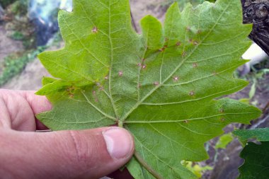 Üzüm yapraklarındaki kahverengi noktalar. Mantar sporlarından kaynaklanan yaprak hastalığı, antrakunktur. Baharın başında bir sarmaşığın antraknosunda görülmüş..