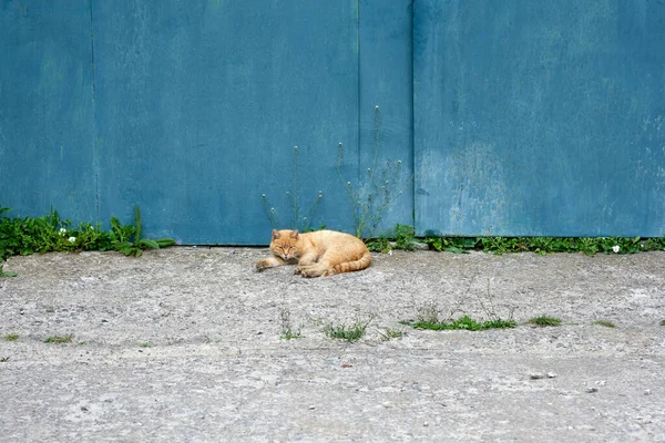 Modré Kovové Brány Leží Červená Kočka Kočka Spí Silnici Vchodu — Stock fotografie