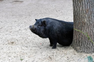 Siyah bir domuz ağaç gövdesinin arkasından dışarı bakar. Siyah evcil domuz güneşin altında hayvanat bahçesinde dinleniyor..