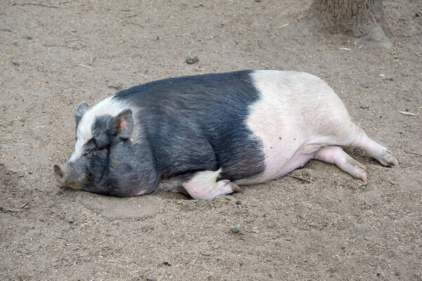 A large black and white pig lies snout forward on the sand and rests, a large fat domestic pig in the zoo lying on the sand