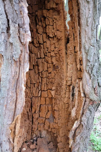 Termites Strangled Wood Trunk Tree Forest Destroyed Pests Tree Bark — 스톡 사진
