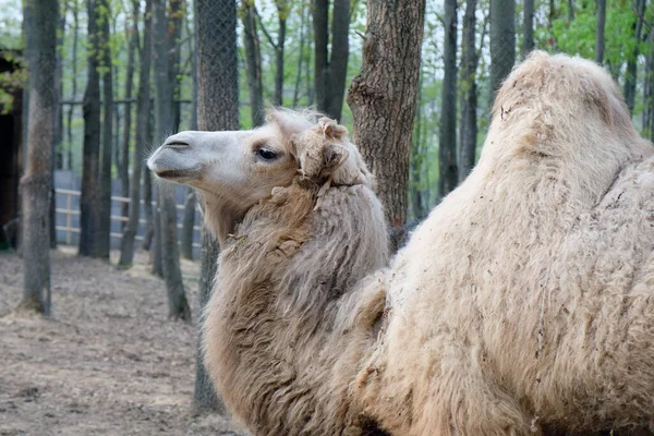 Camel Hump Zoo Background Trees Wicker Fence Camel Ashen Color — Foto de Stock