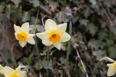 Nergis (Narcissus pseudonarcissus), nergis ya da trompet narsisi olarak da bilinir. Nergis Çiçekleri ile güzel Panoramik Bahar Doğa arkaplanı, seçici odak.