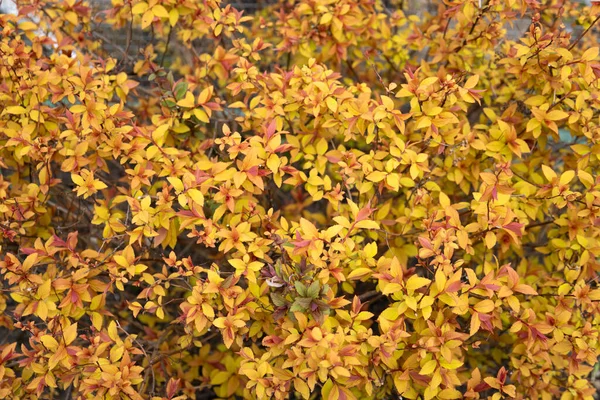 Spiraea Japonica Goldmound Japoński Meadowsweet Jesienny Krzak Zamyka Scenę Czerwony — Zdjęcie stockowe