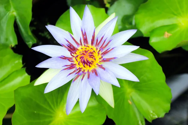 Água Lily, flor de lótus — Fotografia de Stock