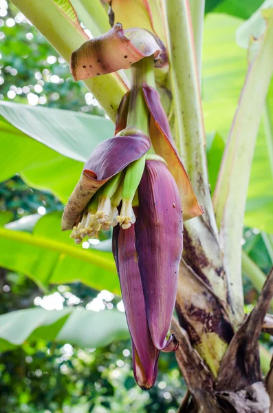 Banan blomma, banan blomma — Stockfoto