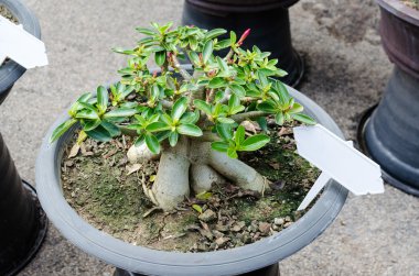 açelya pot yetişen ağaçlar