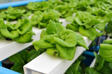 büyüyen Hydroponic sebzeler