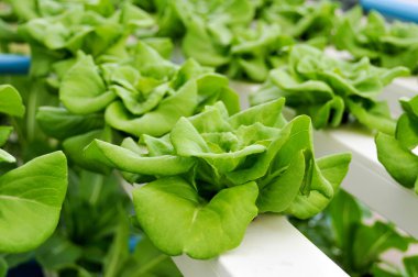 büyüyen Hydroponic sebzeler