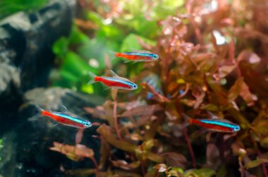 Neon tetra clipart