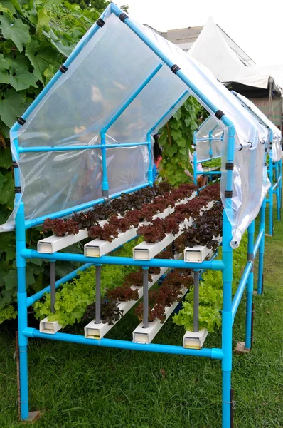 Anbau von hydroponischem Gemüse — Stockfoto