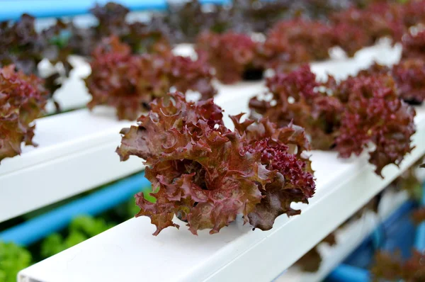 Anbau von hydroponischem Gemüse — Stockfoto