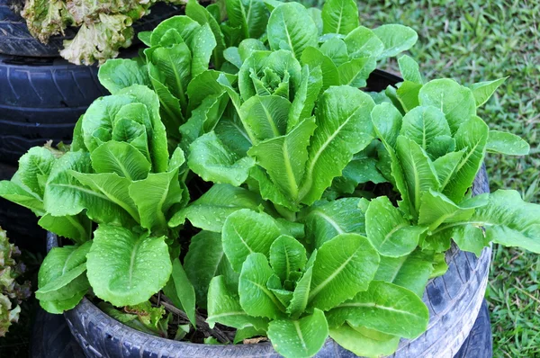 Gemüse anbauen — Stockfoto