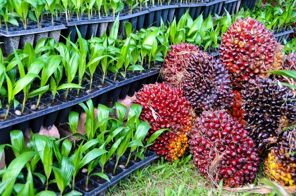 Plantor av olja palm — Stockfoto